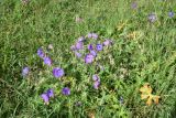 genus Geranium