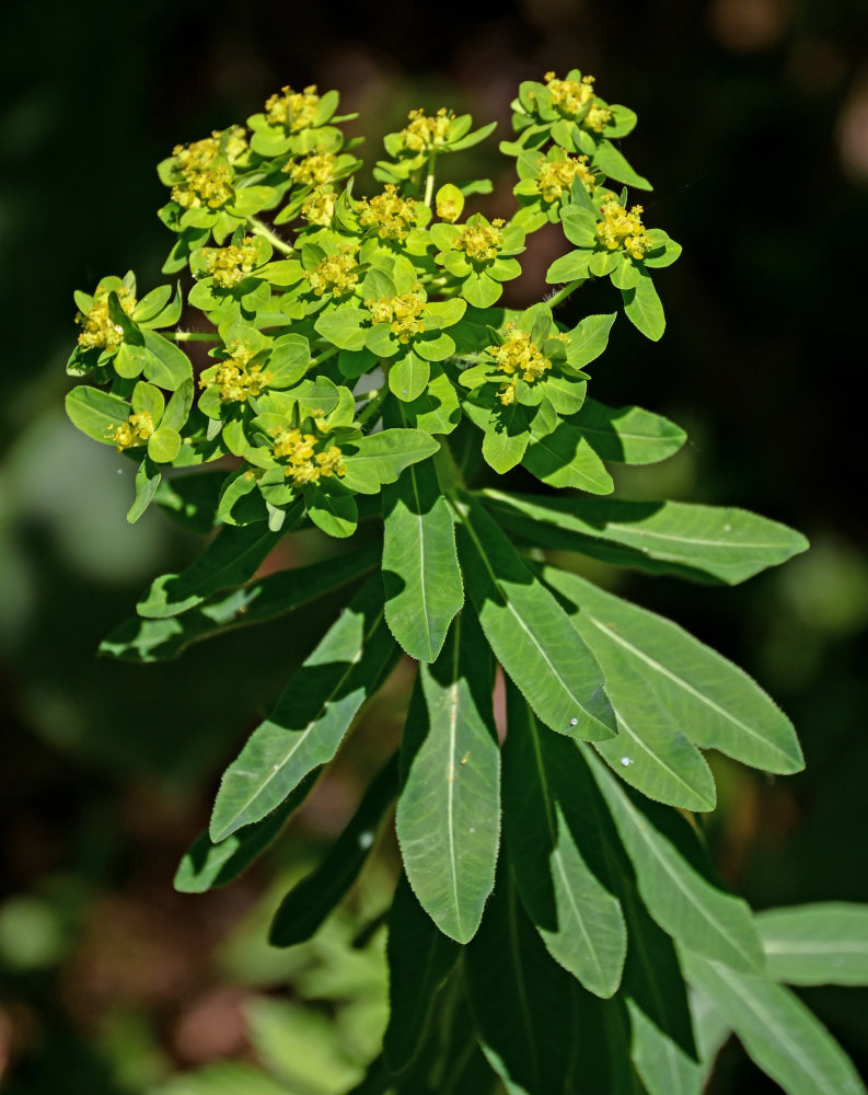 Изображение особи Euphorbia pilosa.