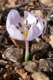 Colchicum triphyllum. Цветущее растение. Крым, Севастополь, мыс Кая-Баш. 25 января 2009 г.