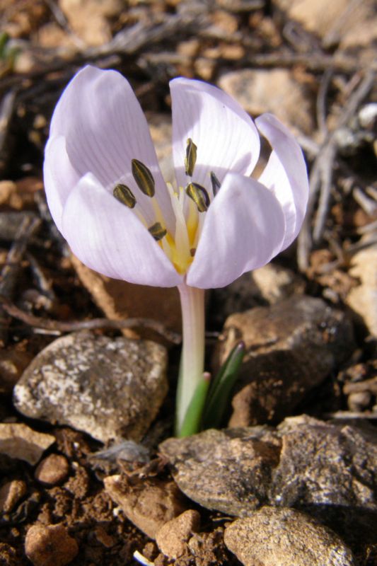 Image of Colchicum triphyllum specimen.