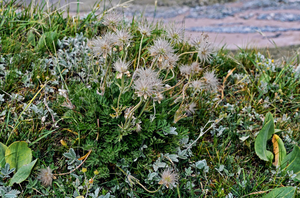 Изображение особи Pulsatilla campanella.