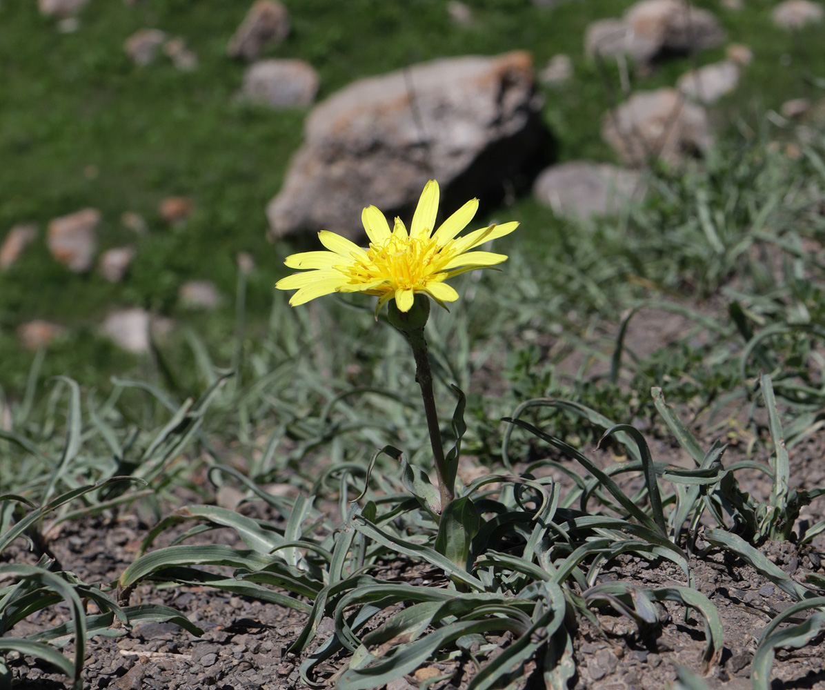 Image of Tragopogon reticulatus specimen.