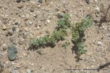 Achyronychia cooperi. Плодоносящее растение. Северная Америка, Мексика, полуостров Баха Калифорния, Гваделупе. 21.04.2010.