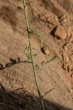 Centaurea adpressa