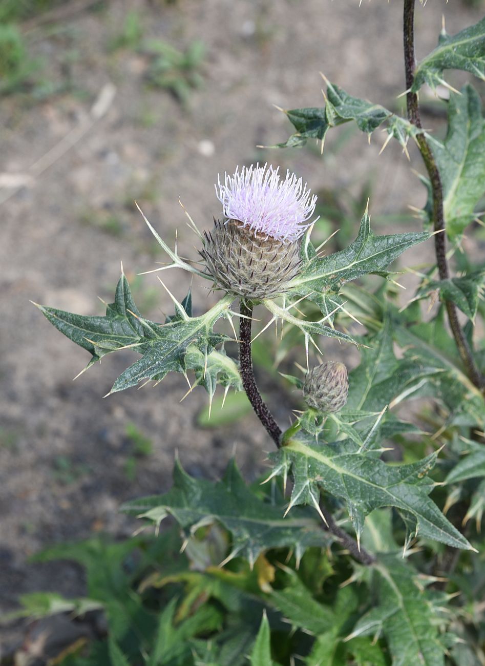 Изображение особи Cirsium buschianum.