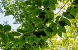 Fagus orientalis. Верхушка ветви. Дагестан, Магарамкентский р-н, Самурский лес, широколиственный лес. 05.05.2022.