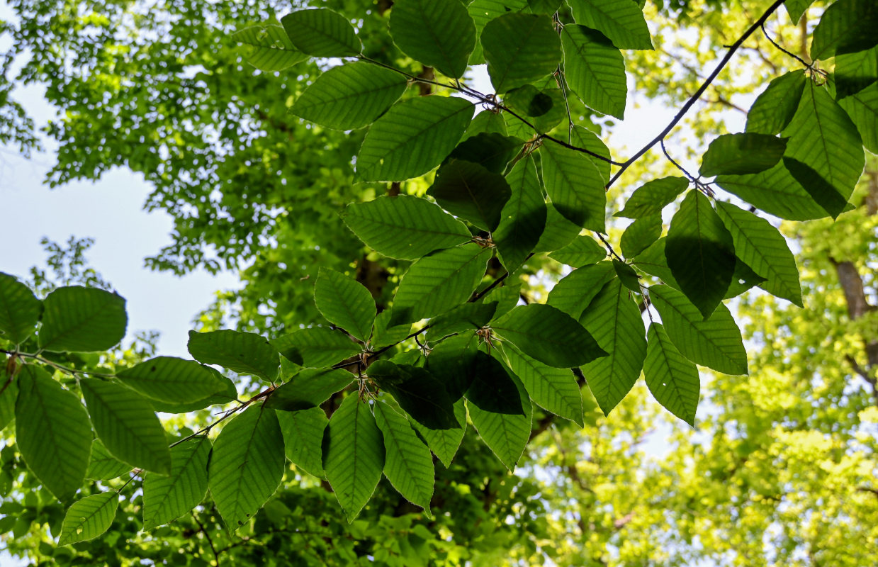 Изображение особи Fagus orientalis.