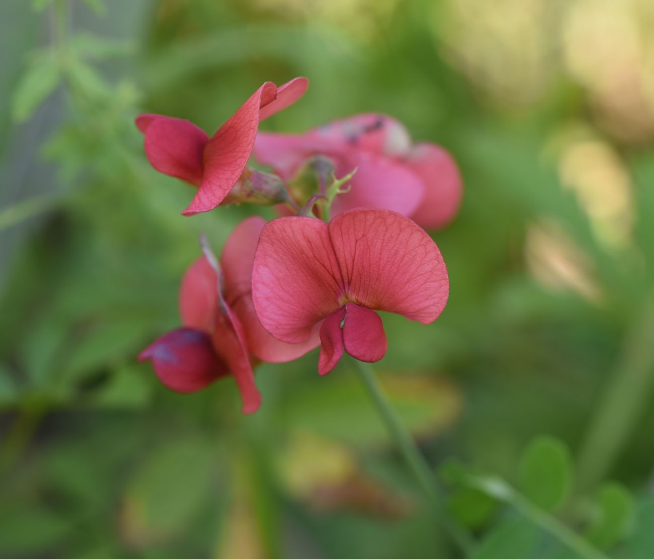 Изображение особи Lathyrus miniatus.