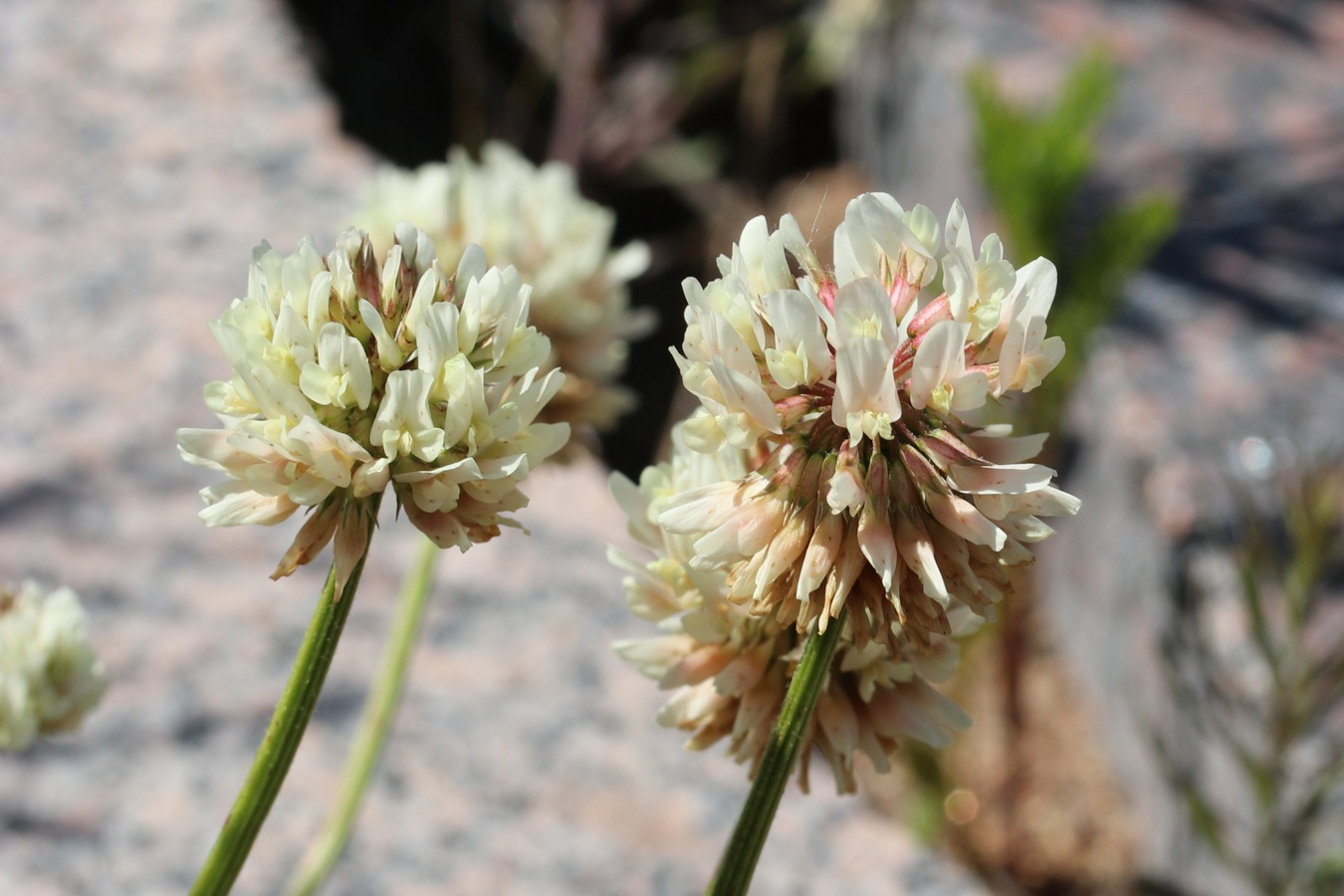 Изображение особи Trifolium repens.