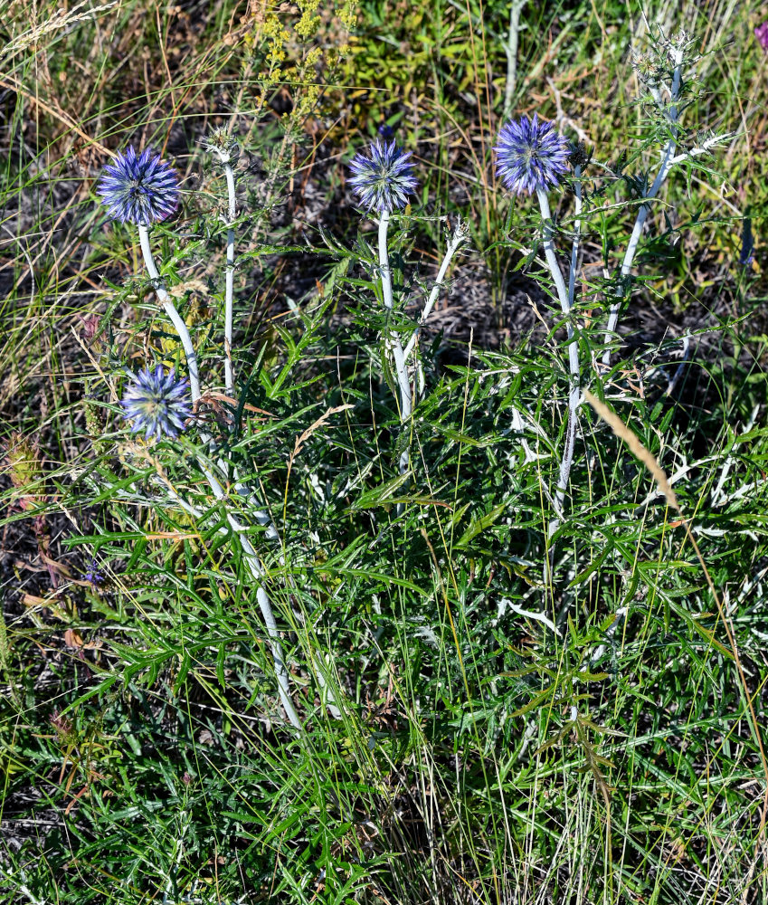 Image of Echinops crispus specimen.