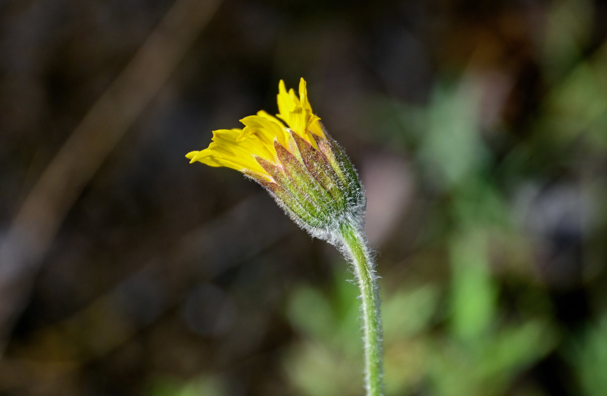 Изображение особи Arnica iljinii.