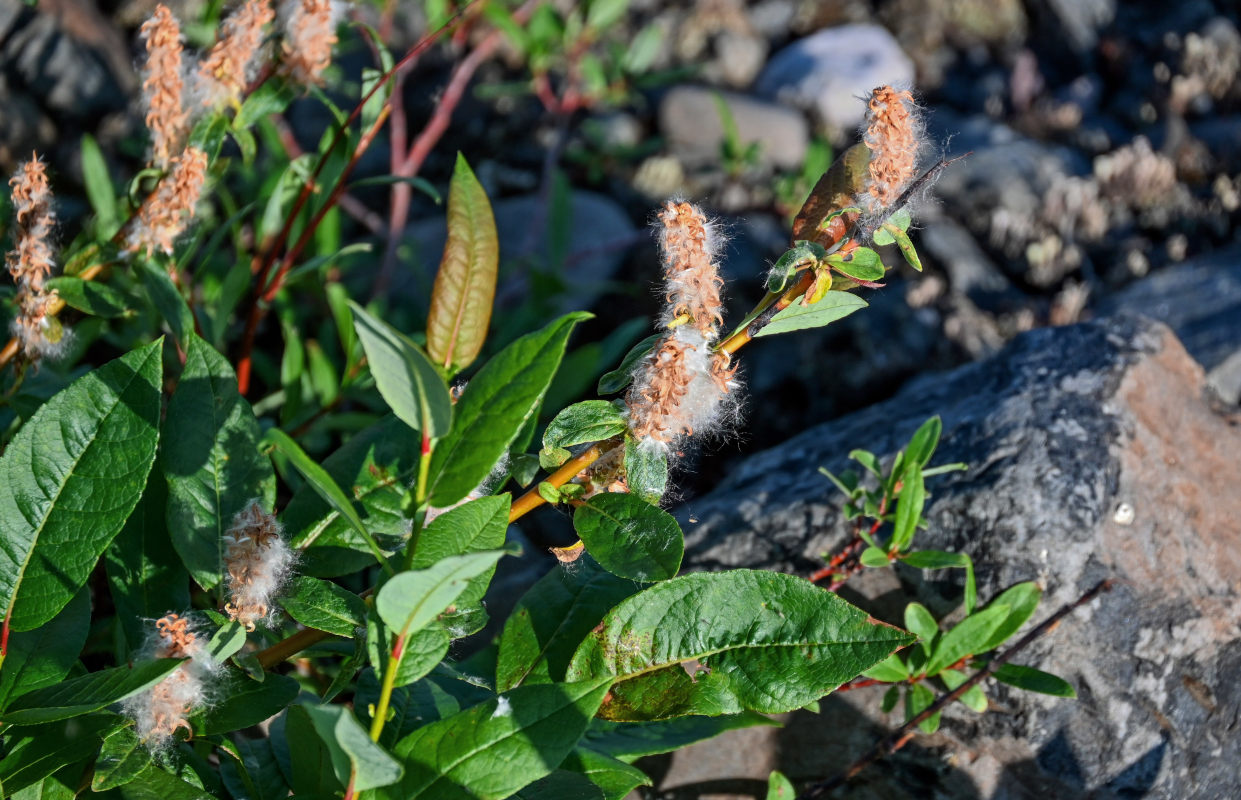 Image of genus Salix specimen.