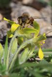 Gagea granatellii. Цветки с кормящейся мухой Eristalis tenax. Крым, Севастополь, окр. Балаклавы, гора Самналых-Бурун, высокоможжевеловое редколесье. 25.02.2024.