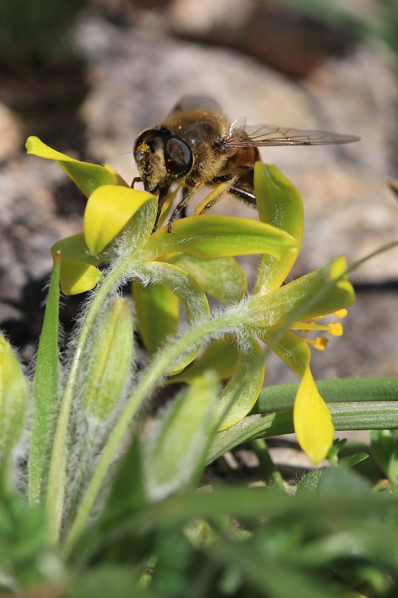 Image of Gagea granatellii specimen.