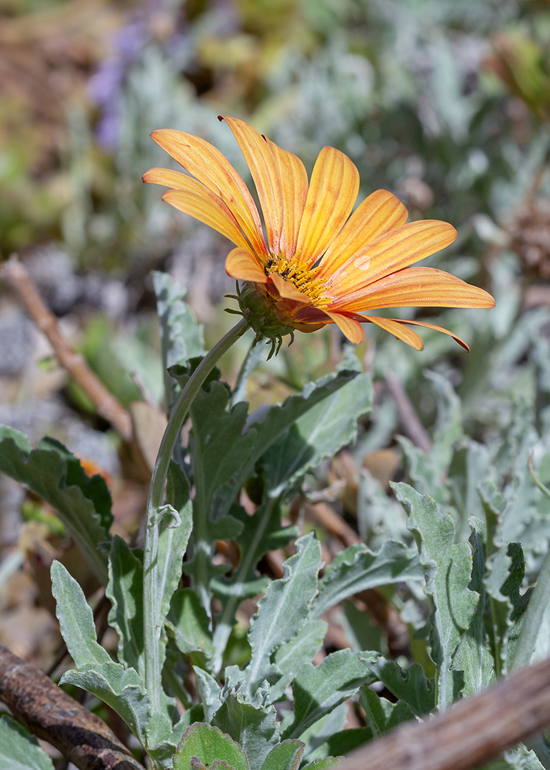 Изображение особи Arctotis hybrida.