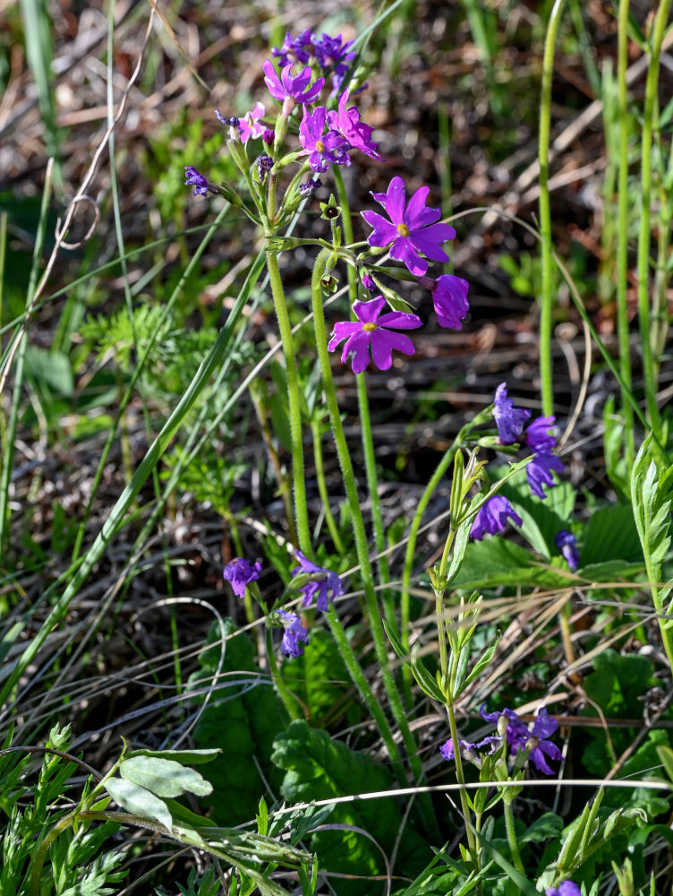 Изображение особи Primula cortusoides.