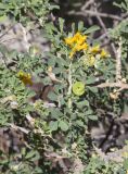 Смотреть изображение Medicago arborea