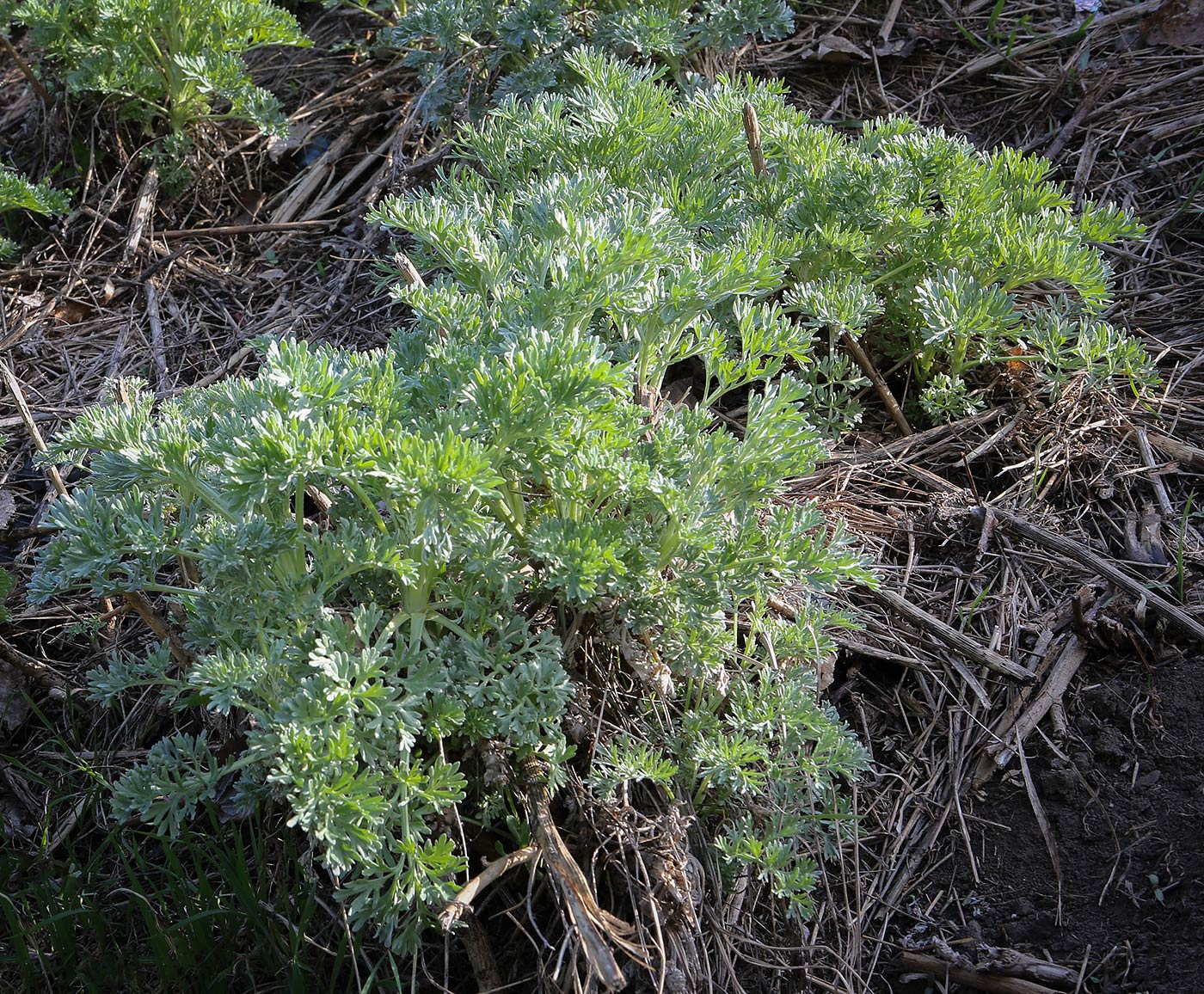 Image of Artemisia absinthium specimen.