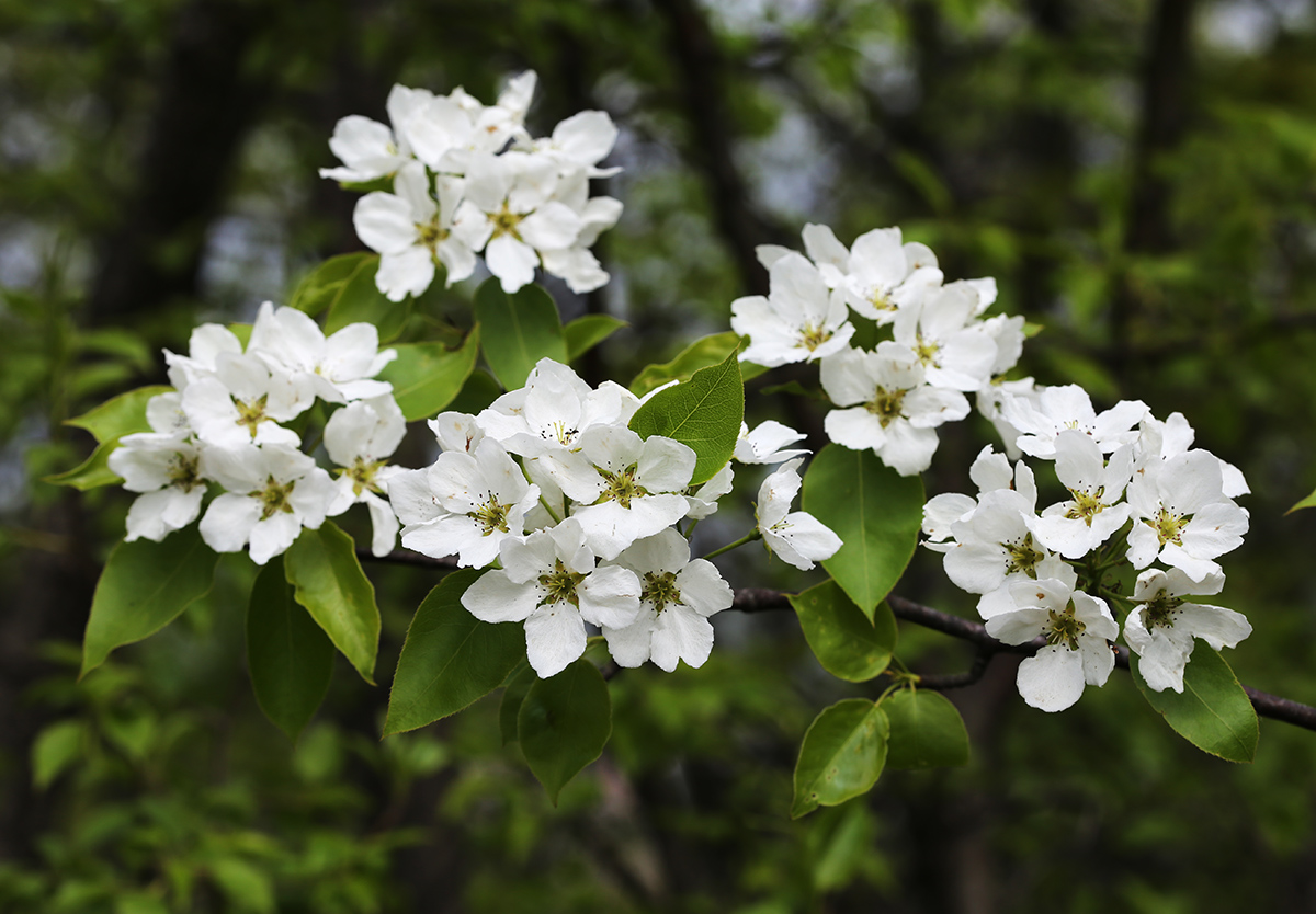 Изображение особи Pyrus ussuriensis.