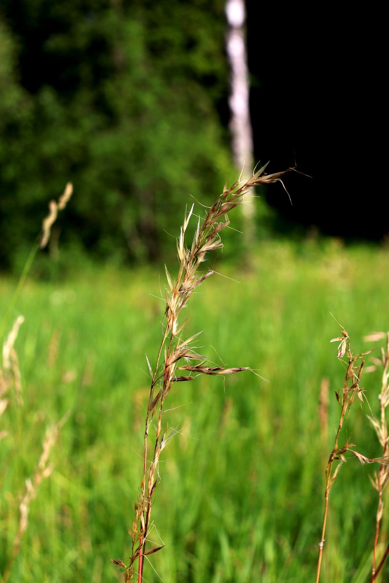 Изображение особи семейство Poaceae.