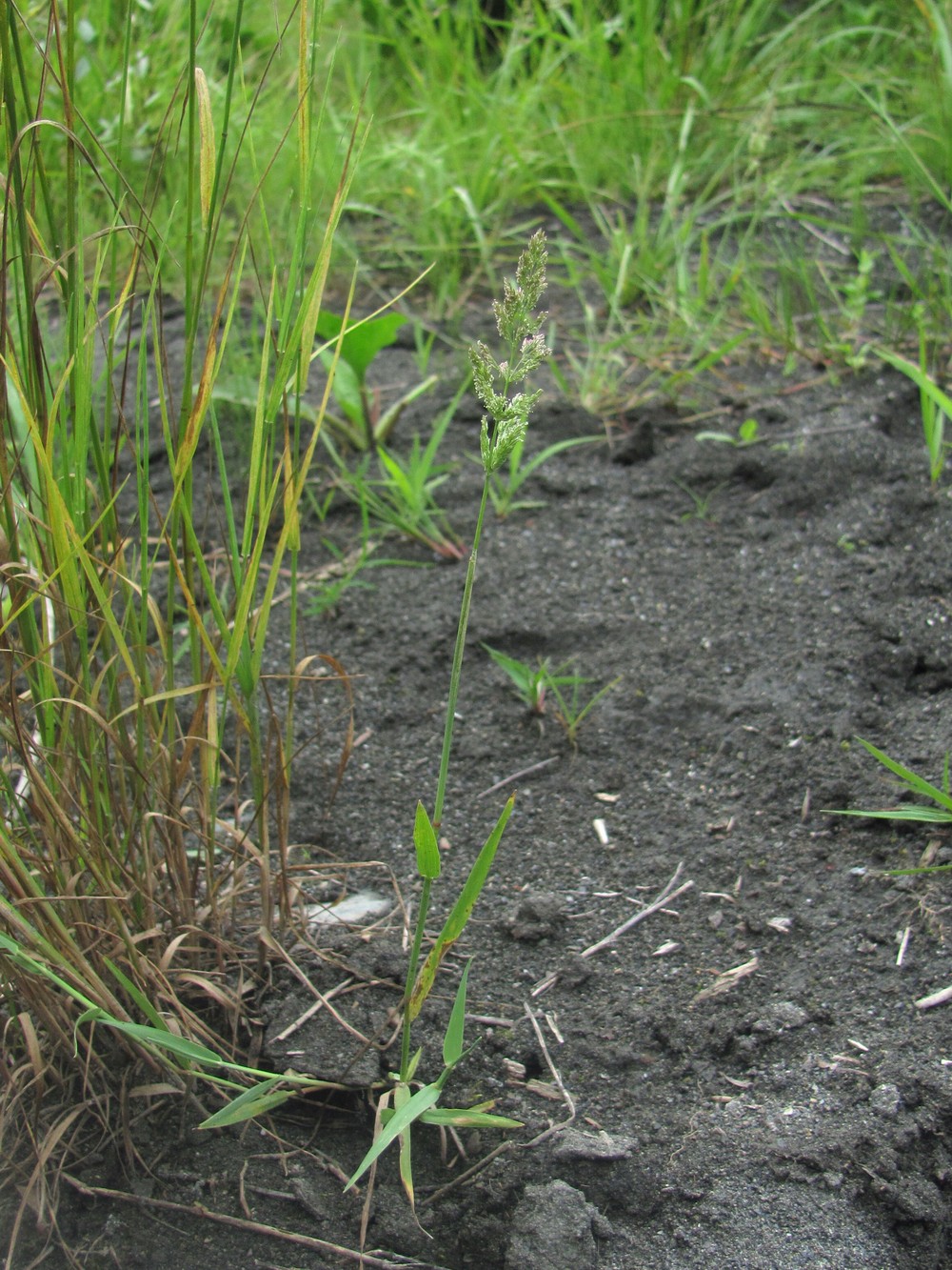 Изображение особи Polypogon viridis.