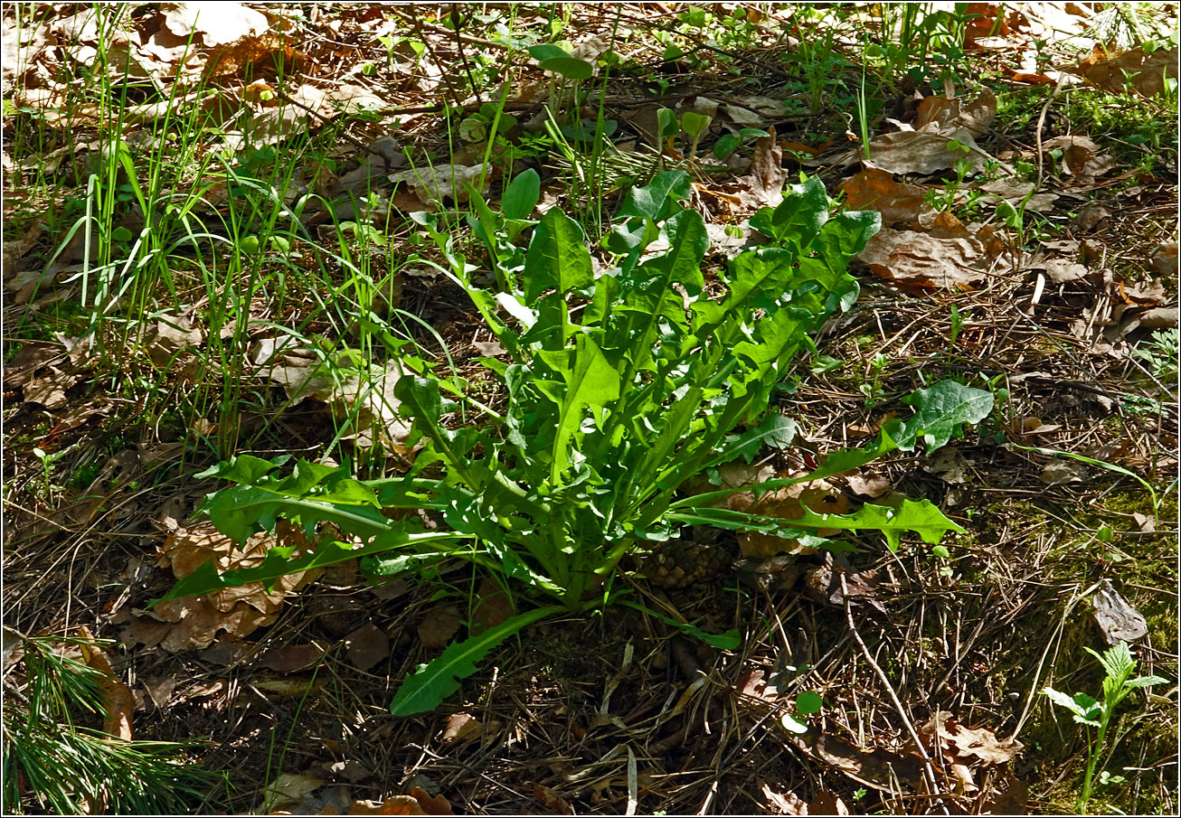 Image of Taraxacum officinale specimen.