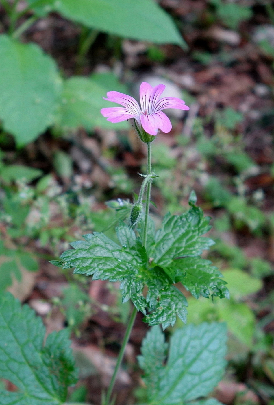 Изображение особи Geranium gracile.