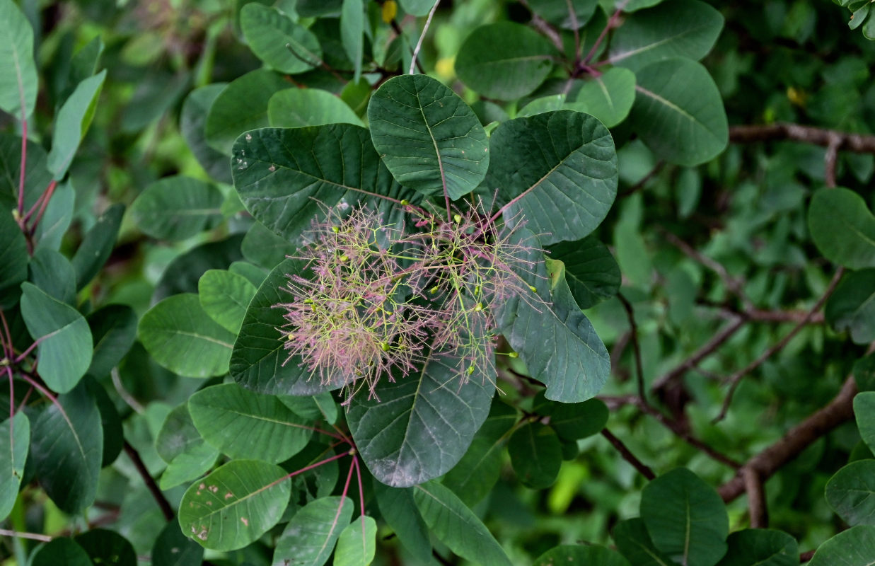 Image of Cotinus coggygria specimen.