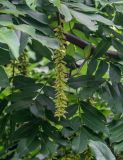 Pterocarya stenoptera. Соплодие и листья. Китай, Гуанси-Чжуанский автономный р-н, г. Синпин, опушка широколиственного леса. 01.06.2024.