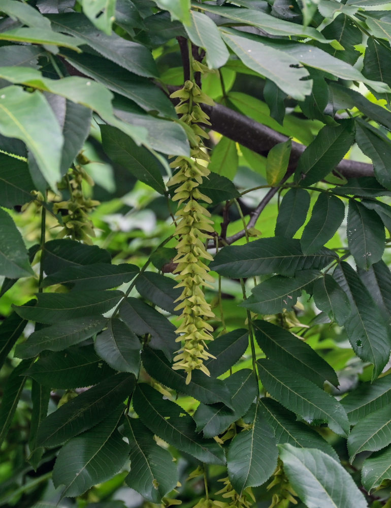 Изображение особи Pterocarya stenoptera.