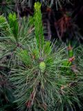 Pinus tabuliformis