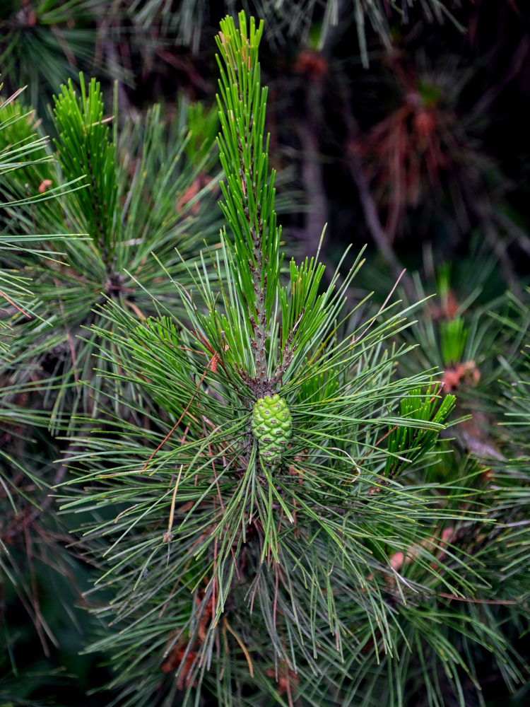 Изображение особи Pinus tabuliformis.