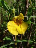 Impatiens noli-tangere