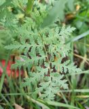 Phacelia tanacetifolia. Лист. Московская обл., Г.о. Подольск, усадьба Дубровицы, Певческое поле, берег р. Пахра. 13.10.2024.