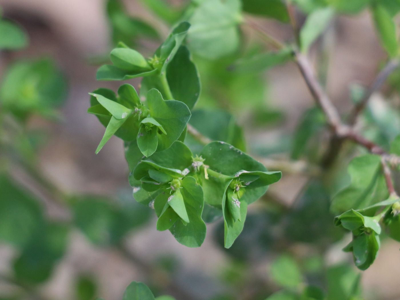 Изображение особи Euphorbia peplus.