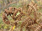 род Athyrium. Верхушка засыхающей вайи с сорусами. Хабаровский край, окр. г. Комсомольск-на-Амуре, дол. руч. Тёплый ключ. 18.09.2024.