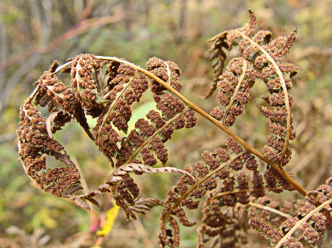 Изображение особи род Athyrium.