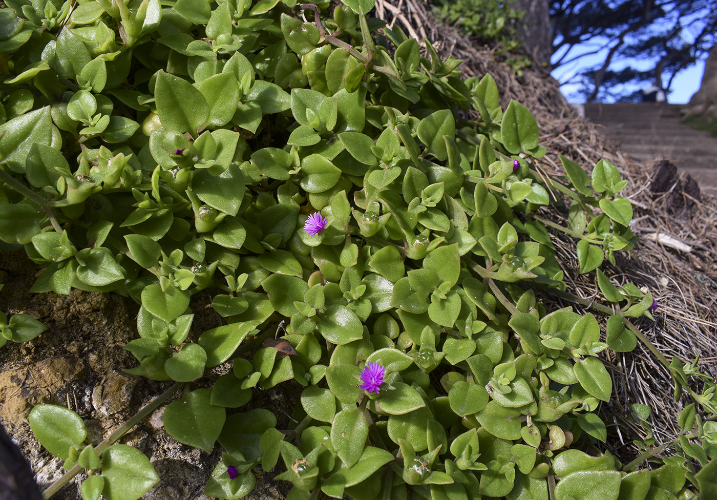 Image of Aptenia cordifolia specimen.