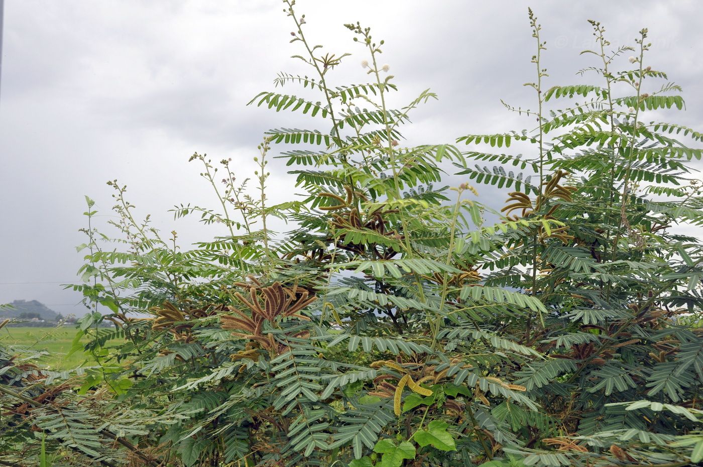 Image of Mimosa pigra specimen.