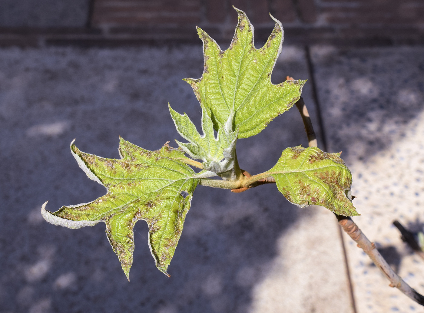 Image of Hydrangea quercifolia specimen.