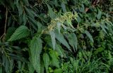 Urtica dioica. Верхушка плодоносящего растения. Вологодская обл., Кирилловский р-н, г. Кириллов, берег оз. Сиверское, окраина ивняка. 12.07.2024.