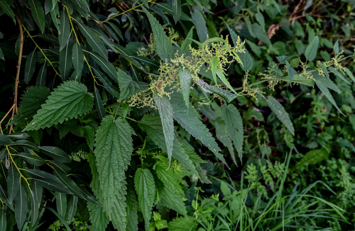 Изображение особи Urtica dioica.