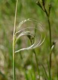 род Stipa