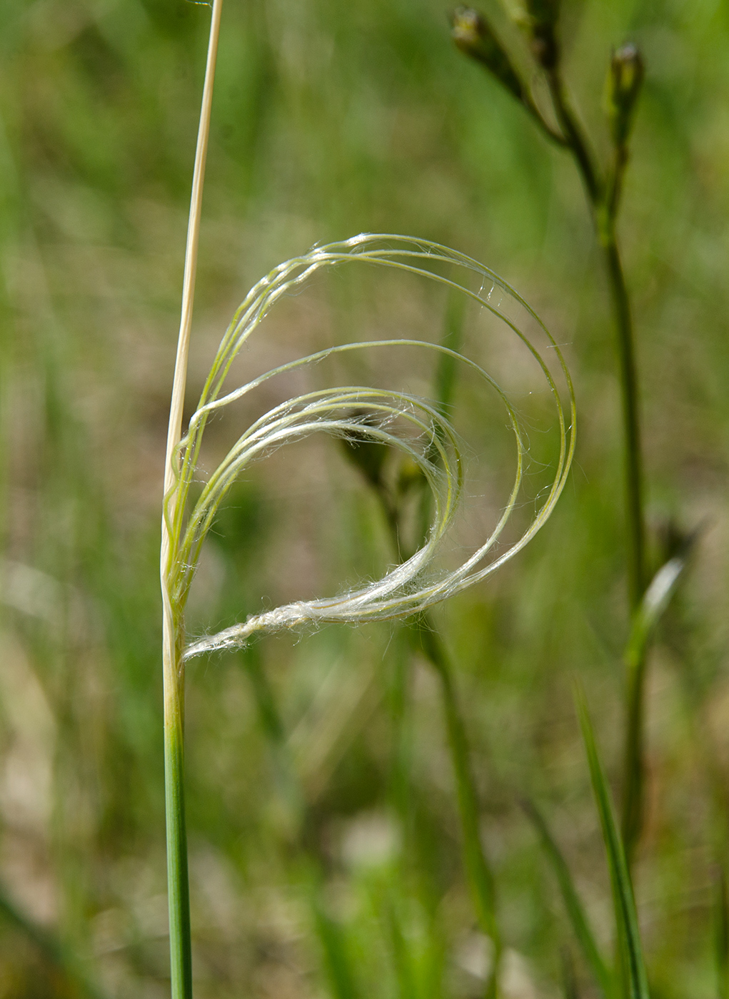 Изображение особи род Stipa.