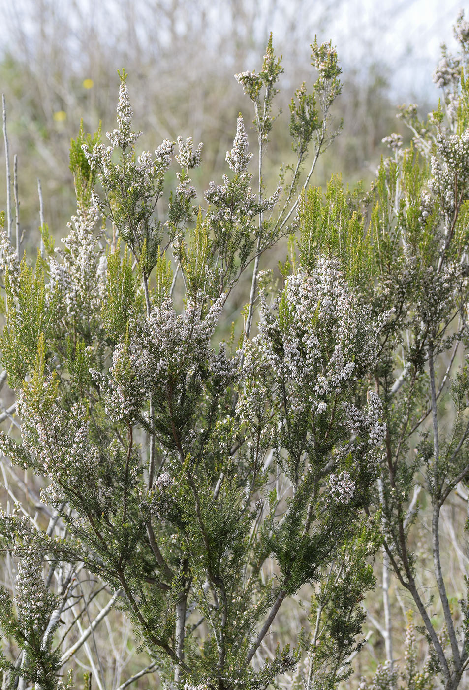 Image of Erica arborea specimen.