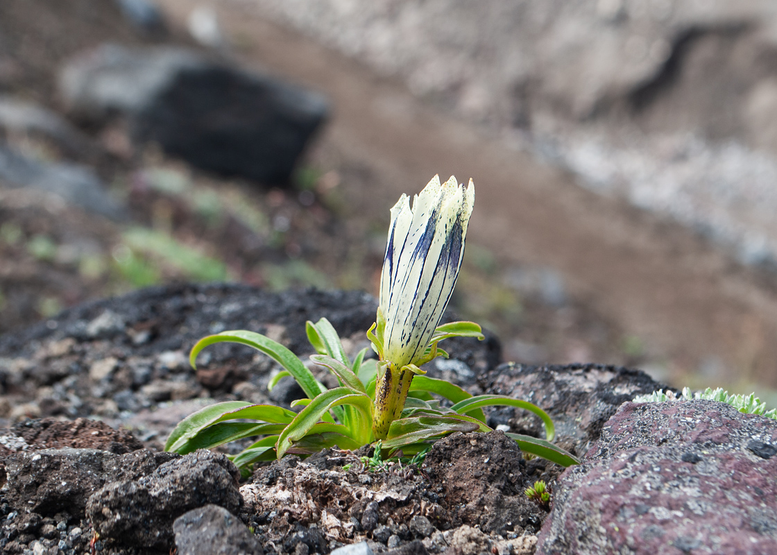 Изображение особи Gentiana algida.