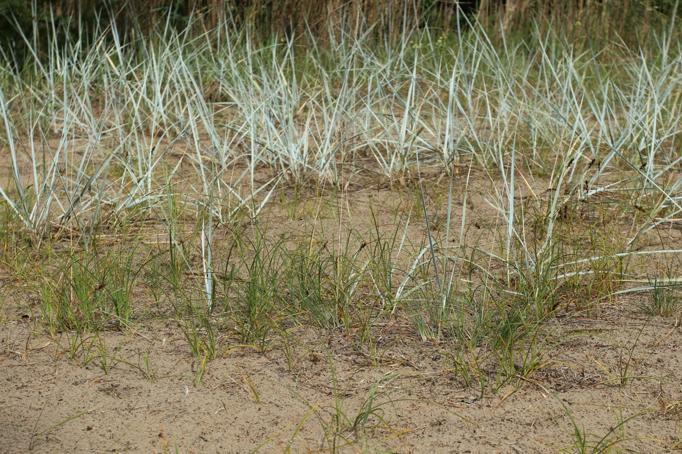Изображение особи Carex arenaria.