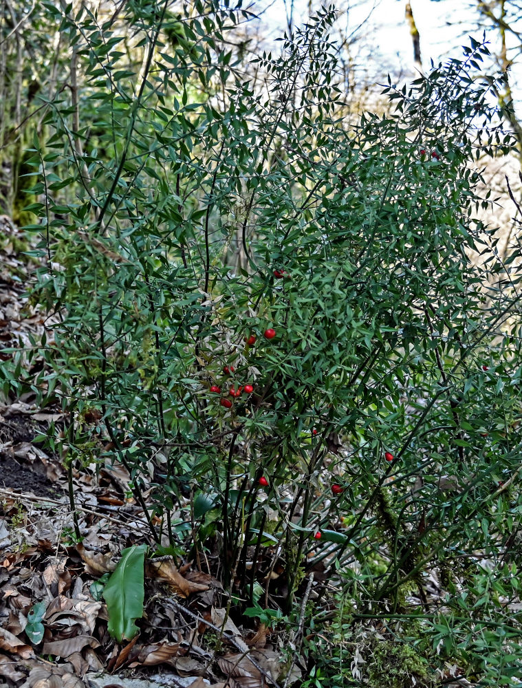 Image of Ruscus aculeatus specimen.