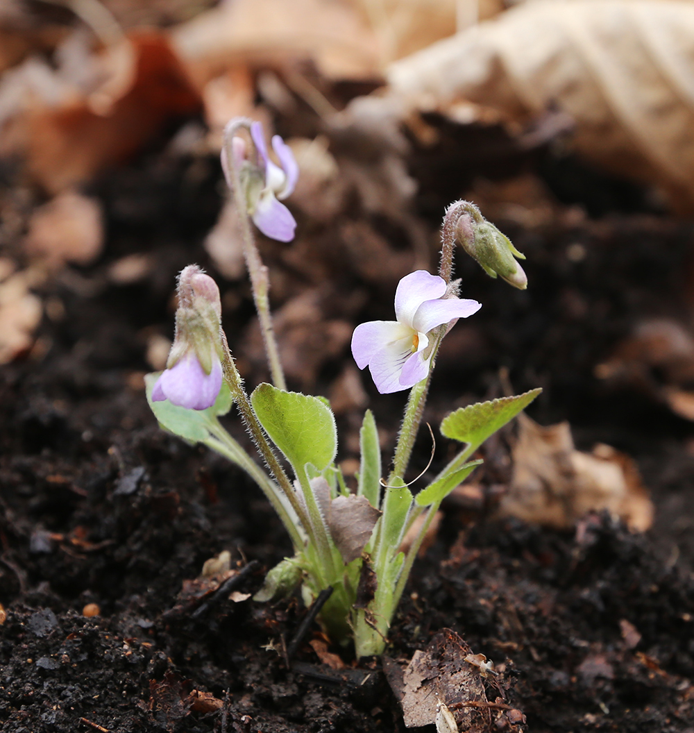 Изображение особи Viola collina.