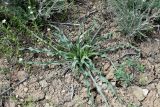 Смотреть изображение Tragopogon marginifolius